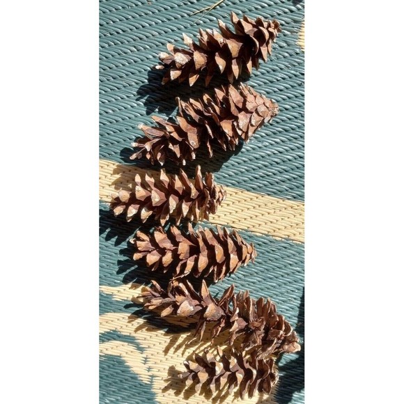 Pine Cones, White Pine, 20 count Eastern Michigan Hand picked in nature 3-7" - Picture 8 of 8